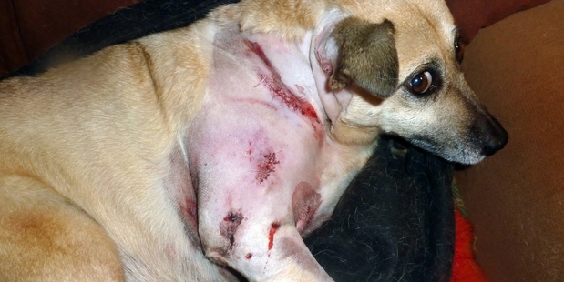 SHOW OF SYMPATHY: Donations have been flooding in to help pay the vet bills for Jim Morgan's much-loved dog Sandy after the pair were attacked by a pitbull last week.PHOTO/SUPPLIED
