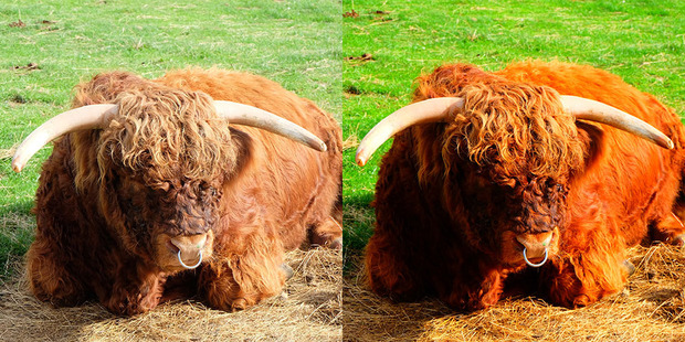 The X-10s “Pop Colour” filter gives images extra saturation. Photos / Shandelle Battersby