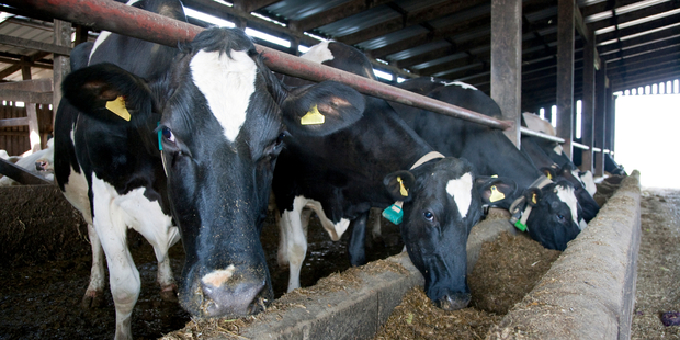 Farmers considering leaving Fonterra lodged their "cease" notices in February. Photo / iStock
