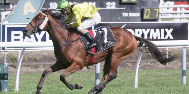 Watch This Space is up against some tough opposition in the Manco Easter Stakes today. Photo / Trish Dunell