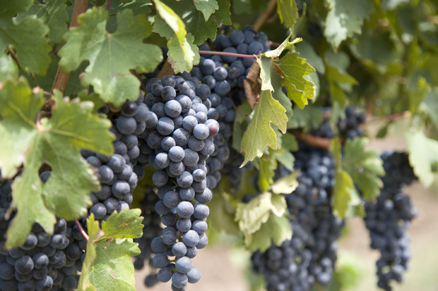 They may look harmless, but grapes can be toxic to dogs. Photo / Getty