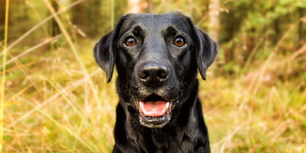 "What do you mean I can't sample your dinner?" Some common ingredients are no-no's for dogs. Photo / Getty
