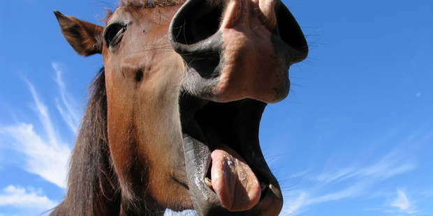 Horsey McHorseface was purchased for $45,000 in New Zealand in November. Photo / iStock