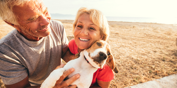 Auckland Council's amnesty for dog owners who don't properly care for their animals vilifies owners who love their pets, the NZ Kennel Club says. Photo / iStock