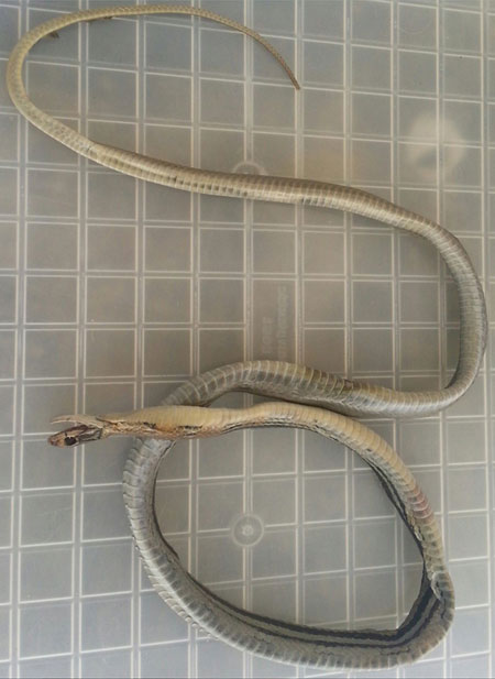 Hitch-hiking snake ride ends at Lower Hutt - thankfully it was dead. Photo / Primary Industries Twitter