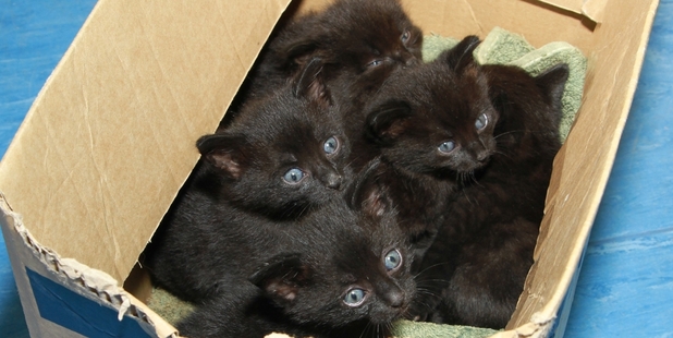 These 4-week-old kittens were discovered at Whananaki South Reserve last week. Photo / Whangarei SPCA