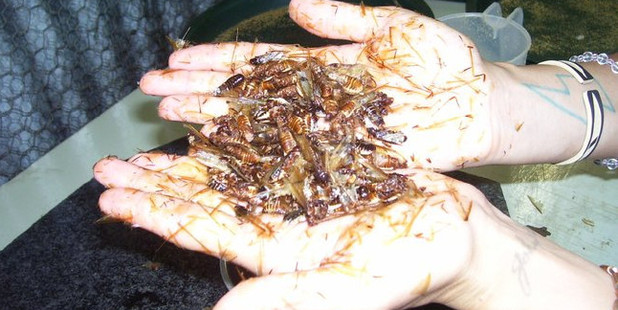 Defrosted Termites taste like peanut butter. Photo / Katherine Alex Beaven