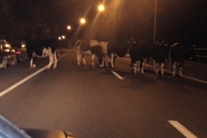It's not everyday you see this will driving.
