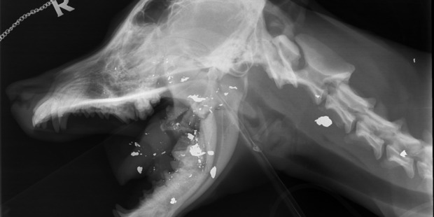 X-rays revealed the dog had been shot in the head multiple times. Photo / SPCA