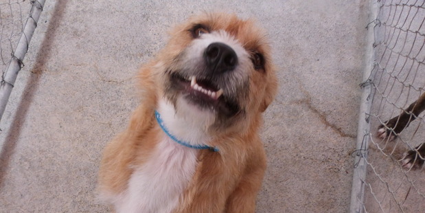 Three-year-old Goldie is looking for a permanent home.