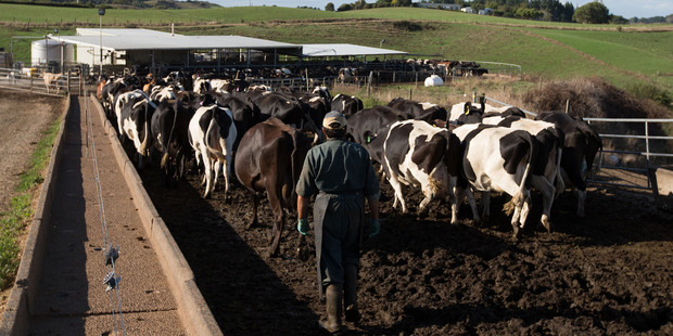 This is the third claim upheld by the Employment Relations Authority against Kershevin Farms Ltd. Photo / File
