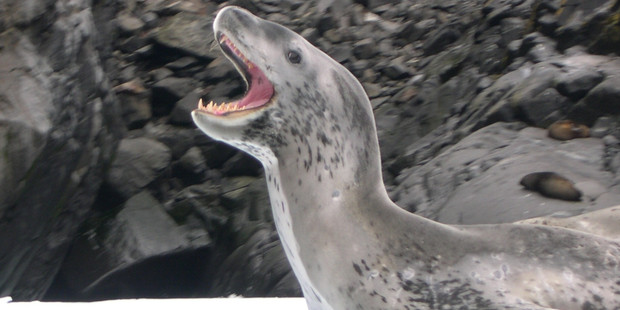 A leopard seal floating on an iceberg at Astrolabe Island in Antarctica. Photo / Jim Eagles