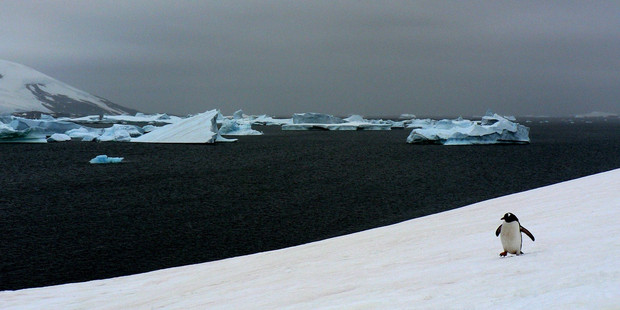 A lone gentoo penguin at Port Charcot, Booth island, in Antarctica. Photo / Jim Eagles