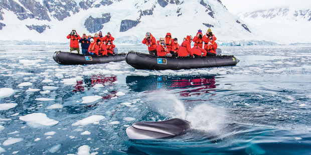 Tourists from the National Geographic Explorer ship watch a curious Minke whale at Paradise Bay in Antarctica. Photo / Supplied