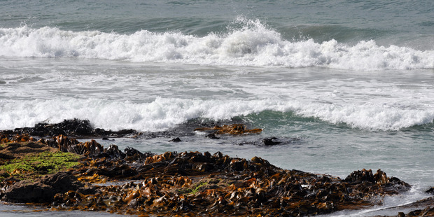 Kelp spotted along the coast of Otago Peninsula could hold the key to underwater glue.