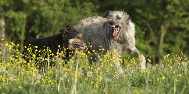 The defence counsel said it was the first instance of an aggressive act from the Irish wolfhounds. Photo / File