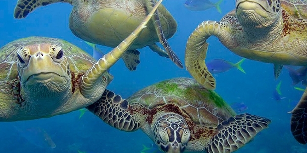 Green turtles and thousands of other marine species call the Kermadec area home. Photo / Troy Mayne