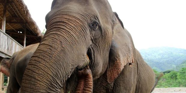 Elephants eat and roam free at the Elephant Nature Park in the mountains of northern Thailand, near Chiang Mai in 2013. Photo: Lillian Cunningham, The Washington Post