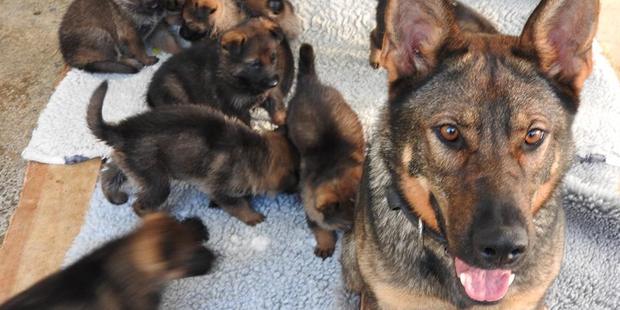 Gypsy, sister of slain police dog Gazza, and some of her litter of 11 puppies. They are 4.5 weeks old. Photo/Police Dog Trust