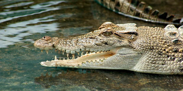 The man was able to fight off the crocodile - believed to be a four metre saltwater - when it latched on to his right foot, reports say. Photo / iStock