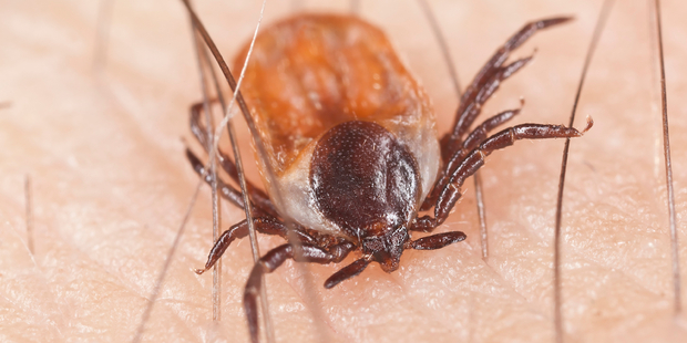 Ticks are known to spread Lyme disease. Photo / iStock