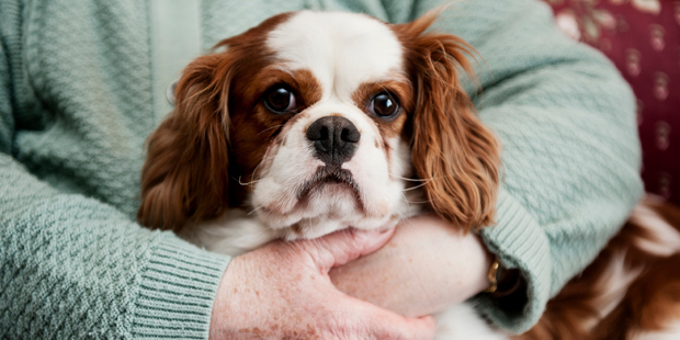 Researchers claim you may be making your pup feel trapped and anxious when you hug them. Photo / iStock