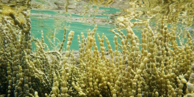 The beads are made from a seaweed extract, and are so small that eight million would fit on the nail of a little finger. Photo / iStock