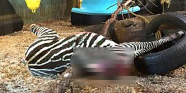 The zoo later admitted that the zebra was healthy and had been killed because there were too many.