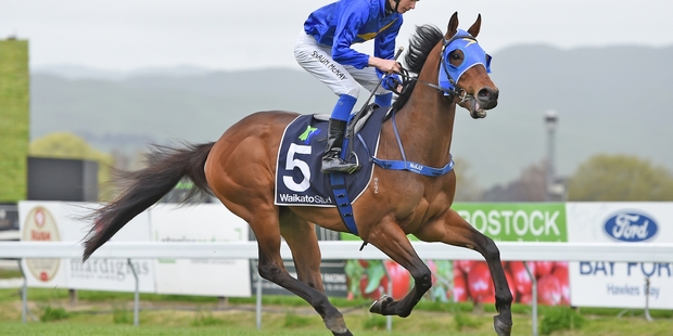 Amarula will give plenty of cheek as an on-pace runner in race 3 at Te Rapa today.Picture / Race Images