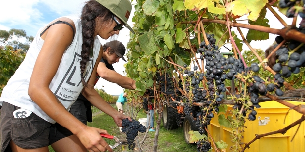 The Christy cousins were part of the picking crew tasked with taking the last of Clearview's reds from the vines. Photo / Duncan Brown