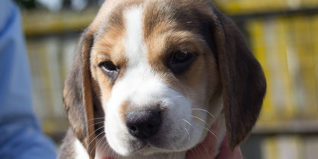 School children are being asked to name a litter of detector dogs. Photo / Supplied