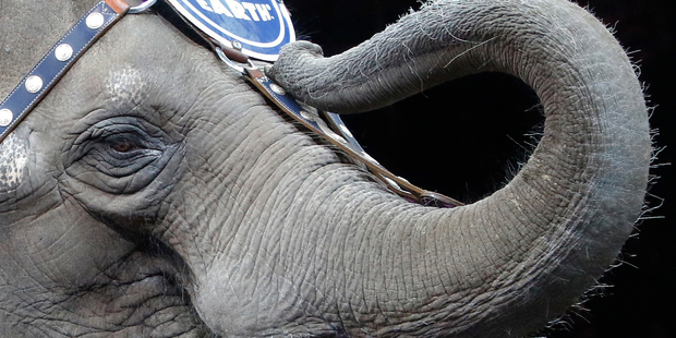 An Asian elephant performs for the final time in the Ringling Bros. and Barnum & Bailey Circus in Providence, Rhode Island. Photo / AP