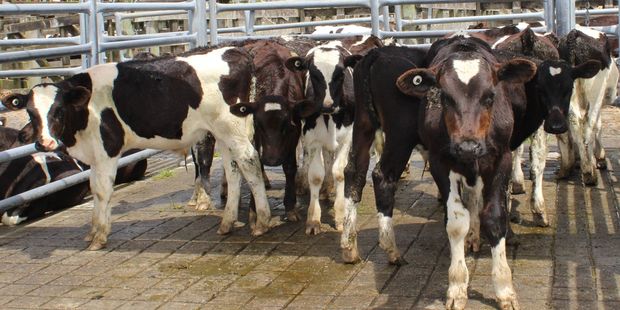 Fonterra has dropped its Australian milk price to A$5 per kg of milksolids from A$5.60. Photo / Christine McKay