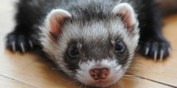Ferrets scavenged Tb-infected possums and could become infected with the disease which made them "extremely important'' indicators of whether Tb was present in an area. Photo / Supplied