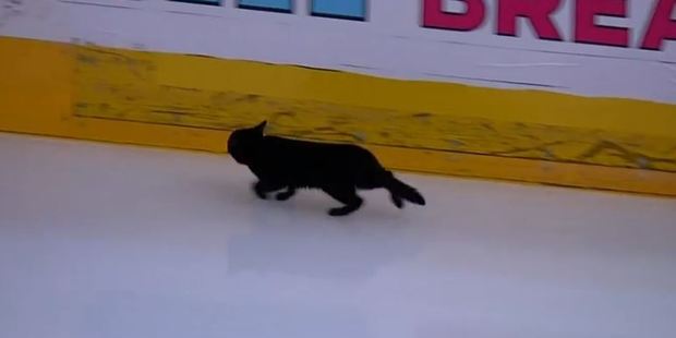 The little black car was caught dashing across the ice during a hockey match in California.