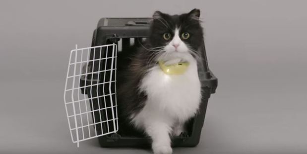 A moggy models the world's first talking cat collar. Photo / Temptations