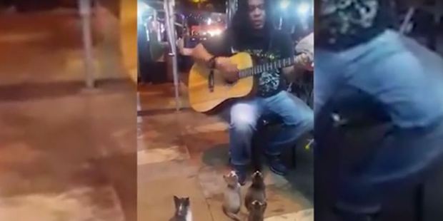 The busker had a captive audience of tiny feline friends. Photo / YouTube