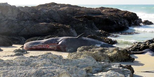 The 15m sperm whale with a missing jawbone on a beach north of Bull Creek. Photo / Supplied via Otago Daily Times