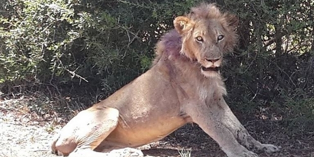 The young male lion was found in a distressed state. Photo / Twitter