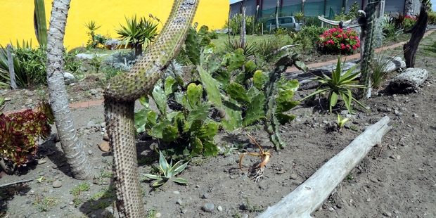 Ivan Vostinar is still developing his garden, which includes cactus, succulents, driftwood and his own ceramics.