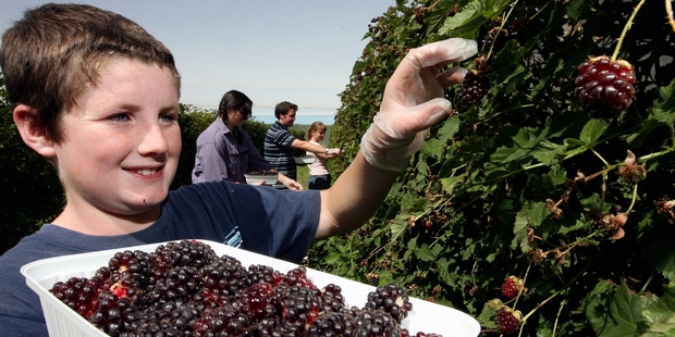 Jacob Hanna, 11, picks boysenberries at Hanna Berry Farm, near Hastings. Photo / Paul Taylor
