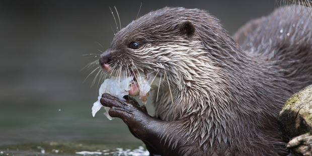 Otter pups were born at the Auckland Zoo. Photo / Brett Phibbs