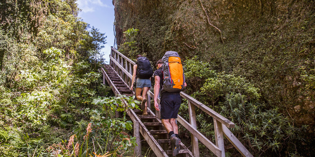 Great Barrier offers inland walks to suit all ability levels. Photo / TEED Brand Photography