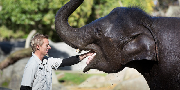 Anjalee the elephant with head elephant keeper Andrew Coers. Photo / Brett Phibbs