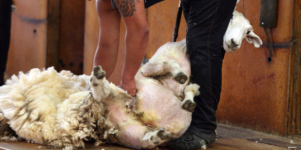 The price for clean 35-micron wool, a benchmark for crossbred wool used for carpets and accounting for the majority of New Zealand's production, rose 10c/kg at yesterday's auction. Photo / NZME.