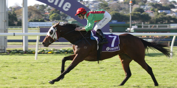 Pondarosa Miss is a chance in the opener. Photo / Trish Dunell
