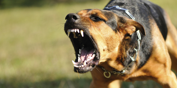 Figures show dogs remain a postie's nemesis, clocking up 974 attacks over three years. Photo / Getty Images