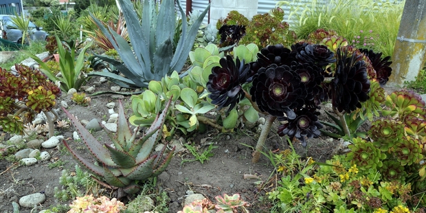 Ivan Vostinar has turned a piece of overgrown scrub into a vibrant garden.