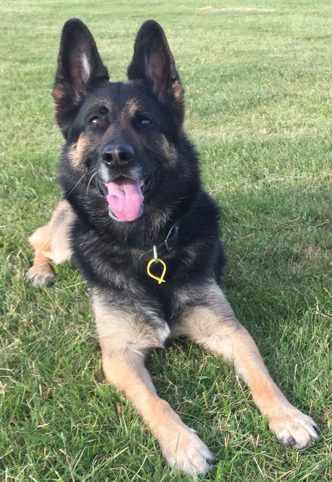 Search and Rescue dog Gemma. Photo/Supplied