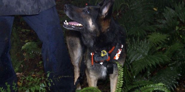 Search and Rescue dog Gemma helped find a lost couple in the Kaimai Range on the weekend. Photo/Supplied